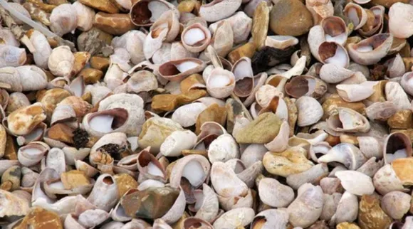 limpet