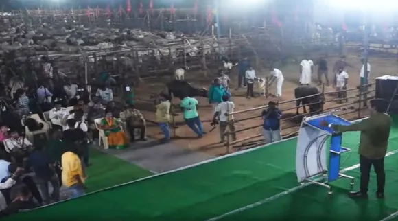 Seeman cattle maanadu