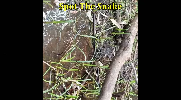 Snake One 1