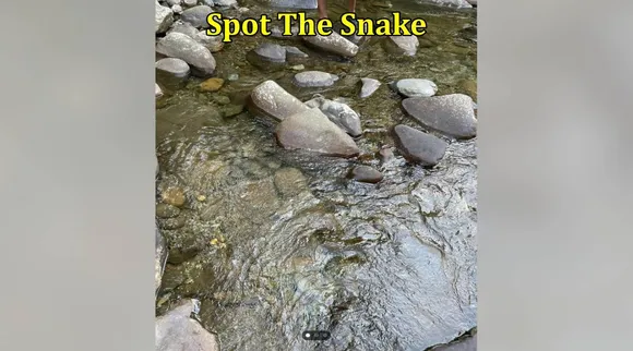 Snake water 1