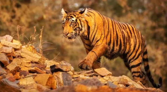 tigar