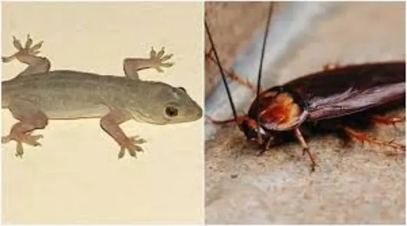 lizard cockroaches