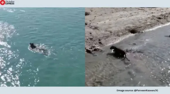 Leopard swimming after rescue