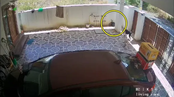 Snake enters home dog