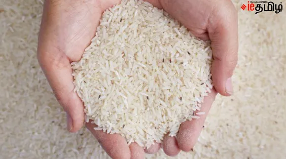 rice insects