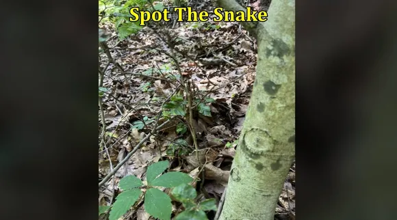Snake under tree 1