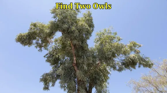 Find Two Owls 1