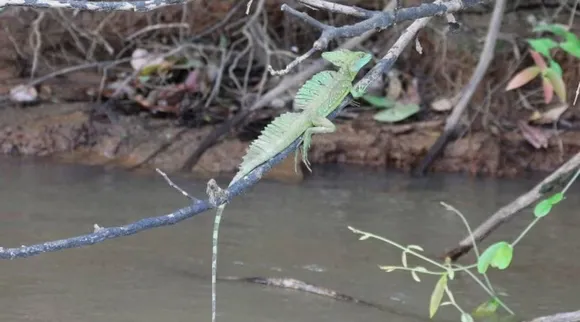 lizards jesus christ