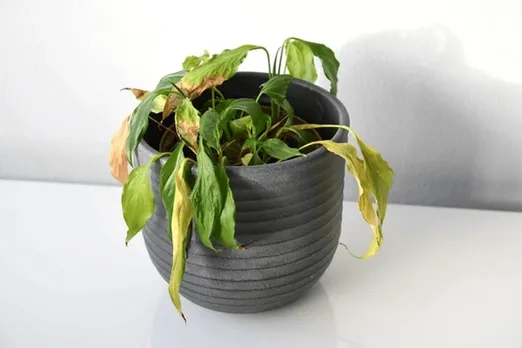 Dying plant care
