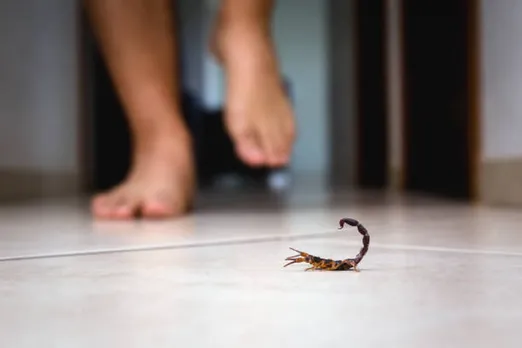 Scorpion sting first aid home remedies