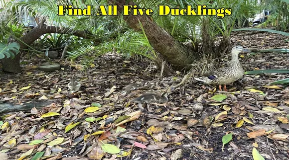Ducklings 1
