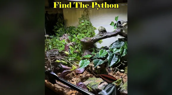 Find Python 1