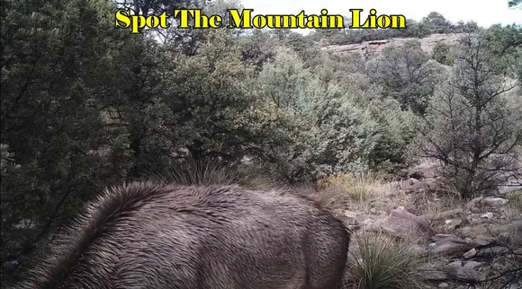 Mountain lion 1