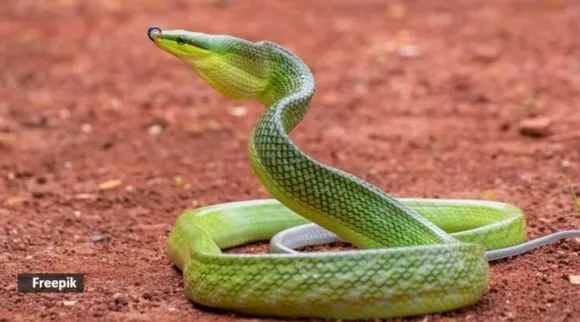 7 common snakes