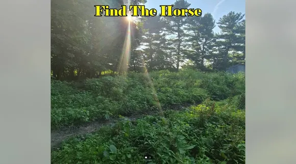 Find Horse 1