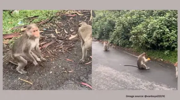 Monkeys rob US vlogger