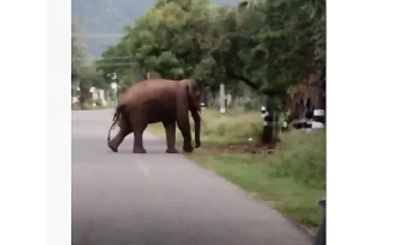 Elephant wild