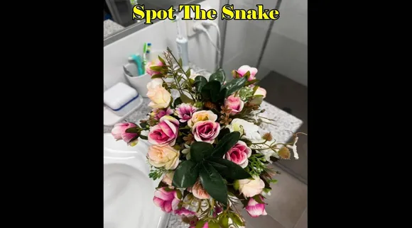 Snake flower 1