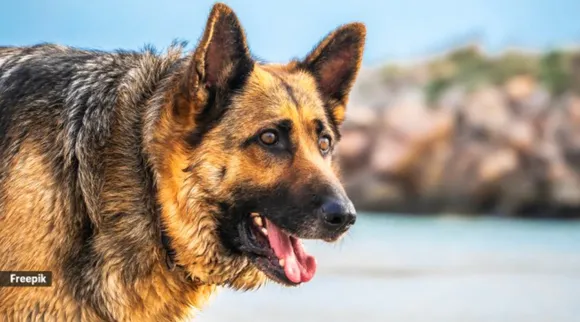 protective breeds