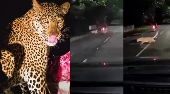 eopard Attack Bikers on Zoo Park Road