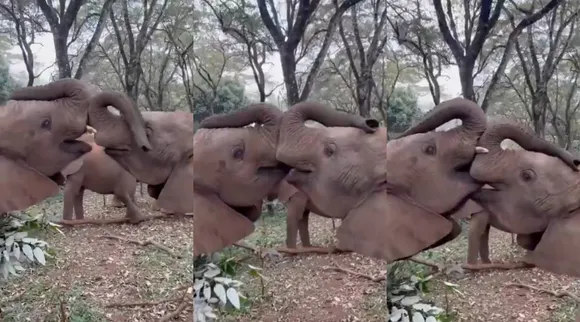 elephnat kisses
