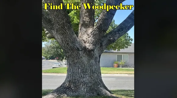 Find Woodpecker 1