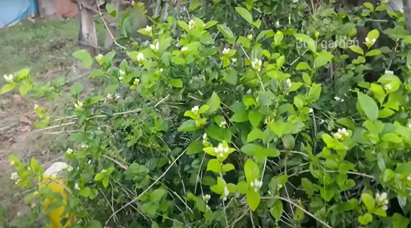 jasmine plant