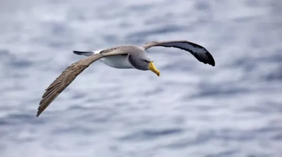 albatross