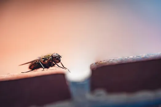 house flies