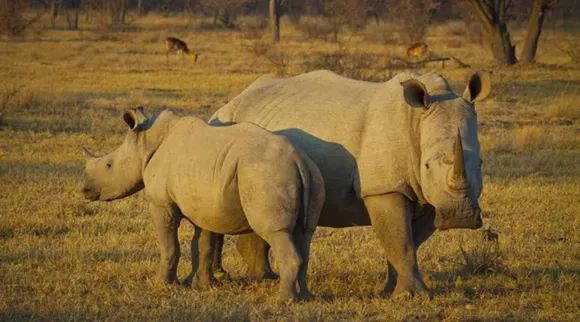 northern white rhino