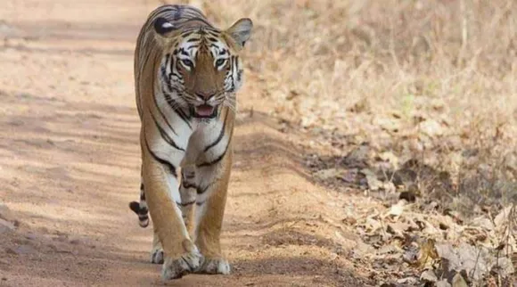 Tiger rep