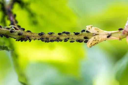 Beans pest ladybug