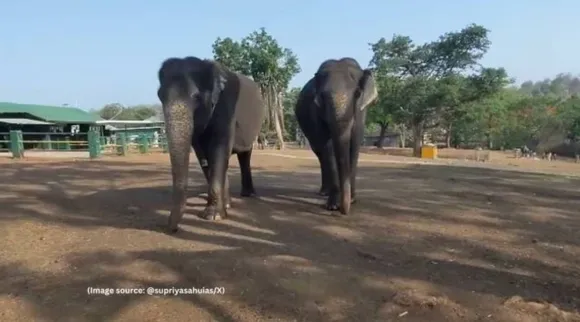 Inseparable elephants Tamil Nadu