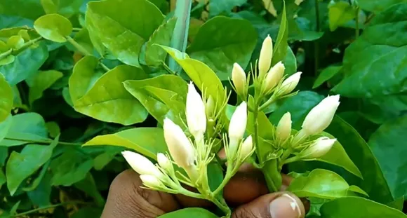 Jasmine plant care growing fertilizer blooming tips