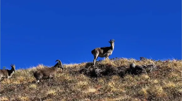 Tahr 1