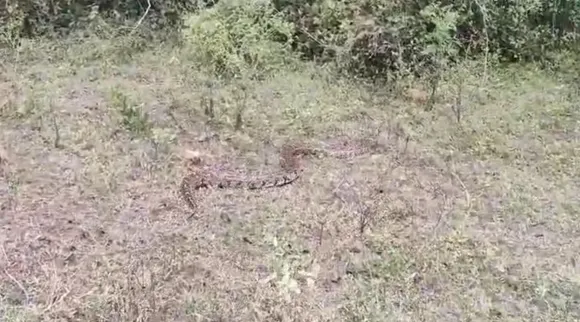 python rescue Coimbatore