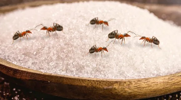 Rid of Ants in Your Kitchen Naturally