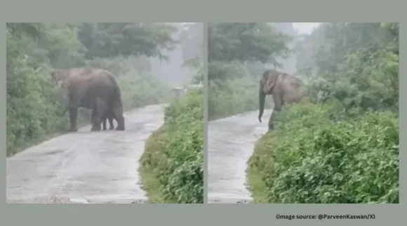 Pregnant elephant giving birth