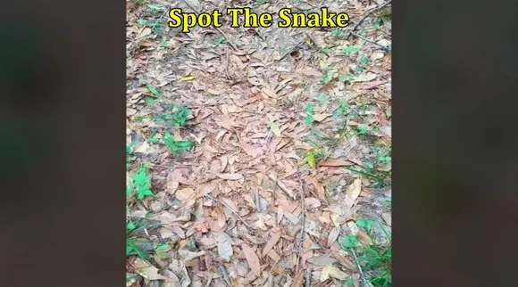 Snake in dryed leaves 1