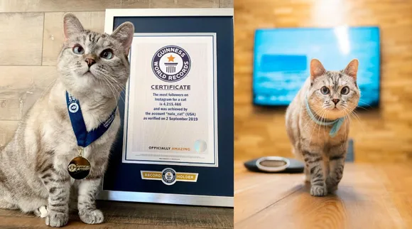 nala cat