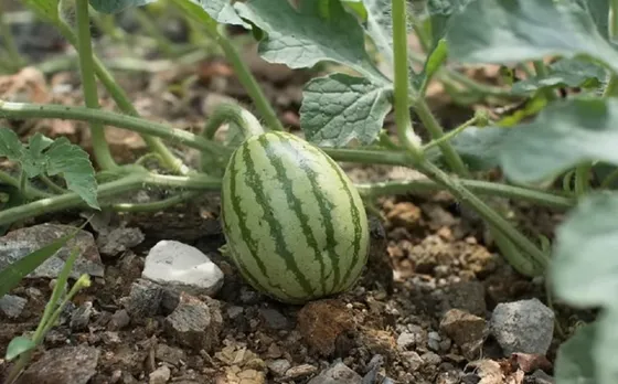 Amish farming watermelon secret