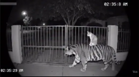 cat-with-tiger
