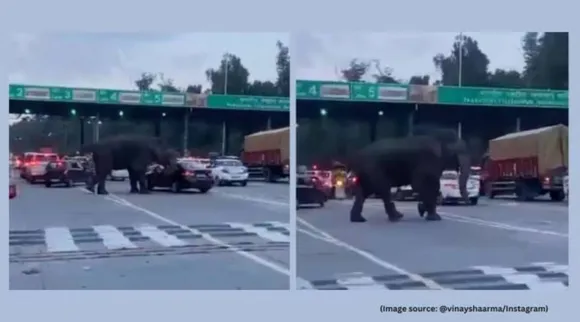 Elephant attack tolgate