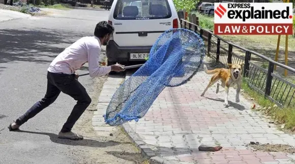 Dog catching