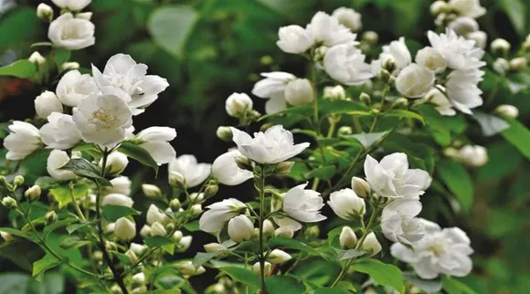 jasmine flowers