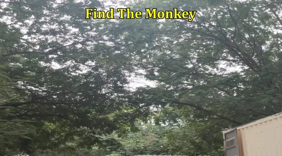 Monkey 1