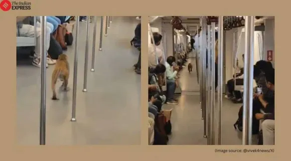Monkey in Delhi Metro