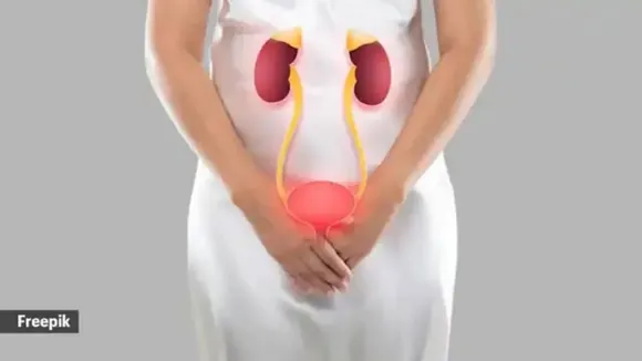 urinary kidney freepik