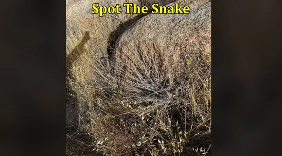 rattle snake 1