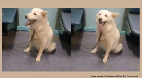 abandons dog